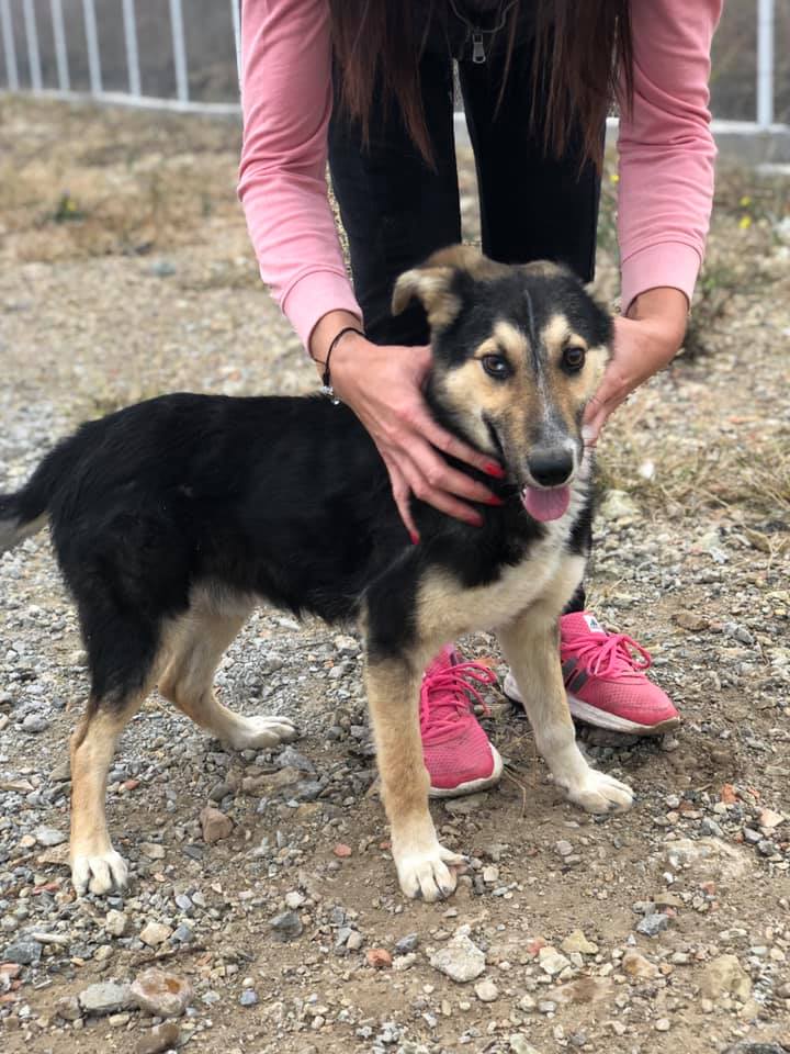 Fellschnäuzchen Hunde auf Pflegestelle in Deutschland